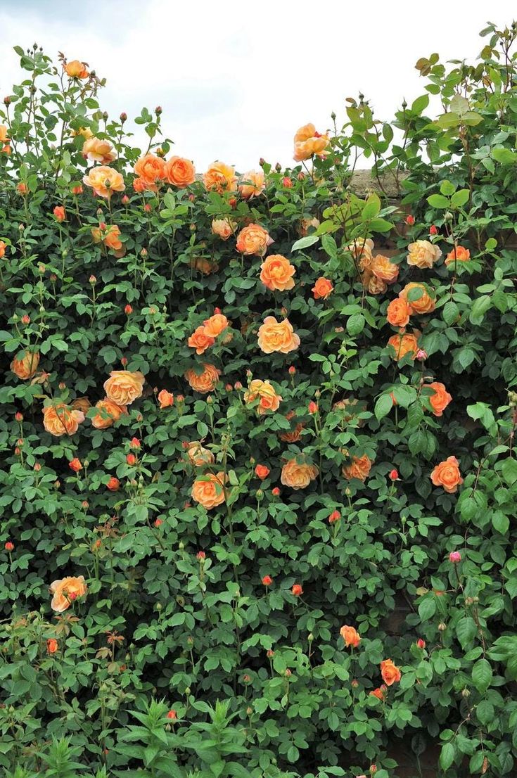 Elegant Climbing Rose Flower Seeds