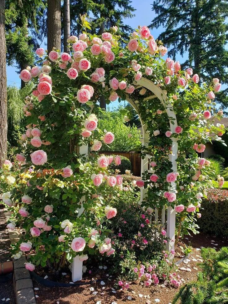 Elegant Climbing Rose Flower Seeds